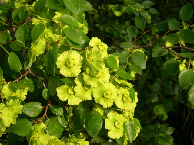 Paliurus spina-christi / Marruca